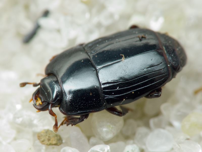 Platysoma compressum (Herbst, 1783)